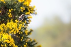 Stonechat on Gorse - 6d0665