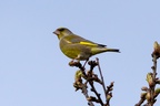 Greenfinch Bird - c2-6d0326