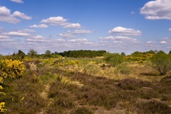 Heathland Landscape Springtime - pk117174
