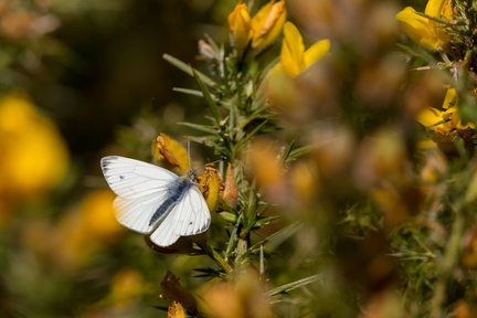 Small White Butterfly - 6d0774
