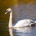 Juvenile Mute Swan - 6d0730