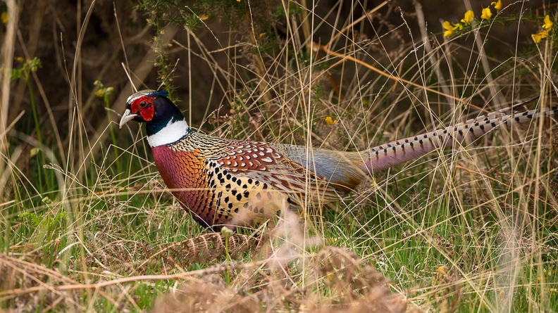 Pheasant Cock - 6d0871