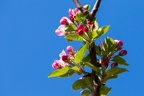 Apple Blossom - 6d0966
