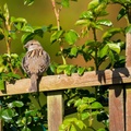 House Sparrow - 6d0902