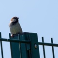 House Sparrow - 6d0964