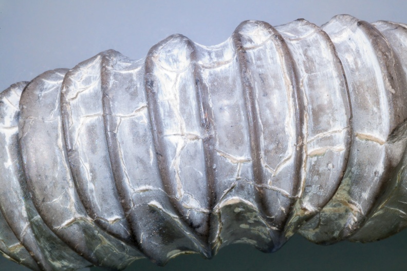 Ammonite Fossil - 400d0214
