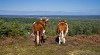 Cattle Enjoying View - pk1-14368