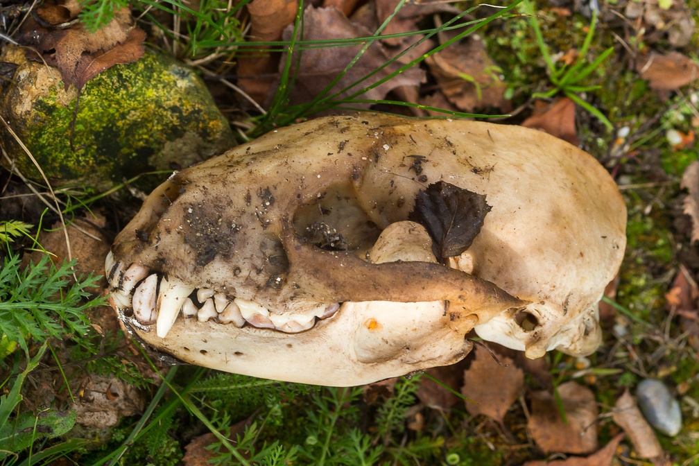 Badger Skull Bone - 6d09196