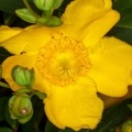 Hypericum Flower - 400d3974