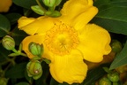Hypericum Flower - 400d3974