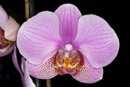 Orchid Flower - 400d-4052