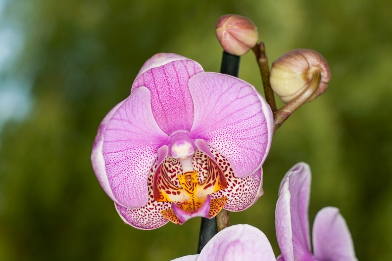 orchid-pentacon50mm-g-400d-4056.jpg