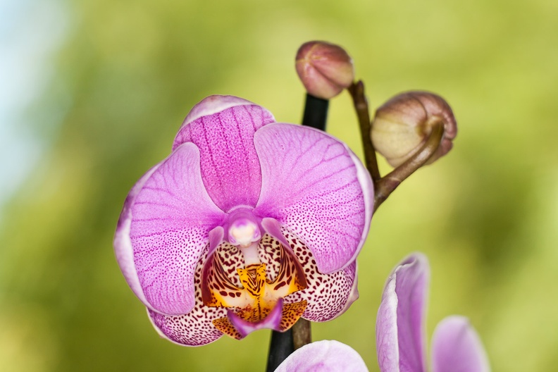 orchid-pentacon50mm-g-400d-4055.jpg