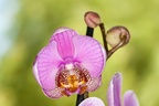 Orchid Flower - 400d-4055