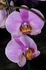 Orchid Flowers - 400d-4053