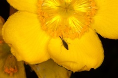 Bug on Flower - 400d4360