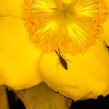 Bug on Flower - 400d4360