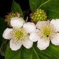 Blackberry Bramble Flowers - 400d-4384