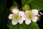 Blackberry Bramble Flowers - 400d-4384