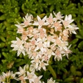 English Stonecrop flowers - 400d-4393