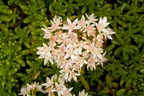 English Stonecrop flowers - 400d-4393