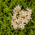 English Stonecrop flowers - 400d-4394
