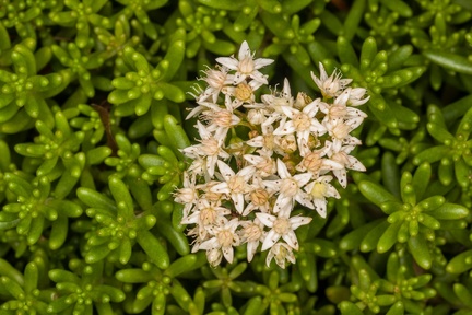 English Stonecrop flowers - 400d-4394