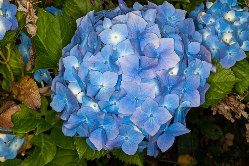 Blue Hydrangea macrophylla Flowers - 400d-4395