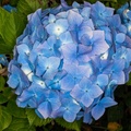 Blue Hydrangea macrophylla Flowers - 400d-4395