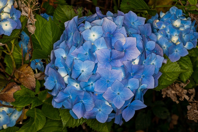 Pastel blue Hydrangea macrophylla flowers - 400d-4396