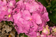 Pink Hydrangea macrophylla Flowers - 400d-4398