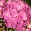 Pink Hydrangea macrophylla Flowers - 400d-4398
