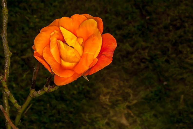 Orange Rose Blossom - 400d-4399