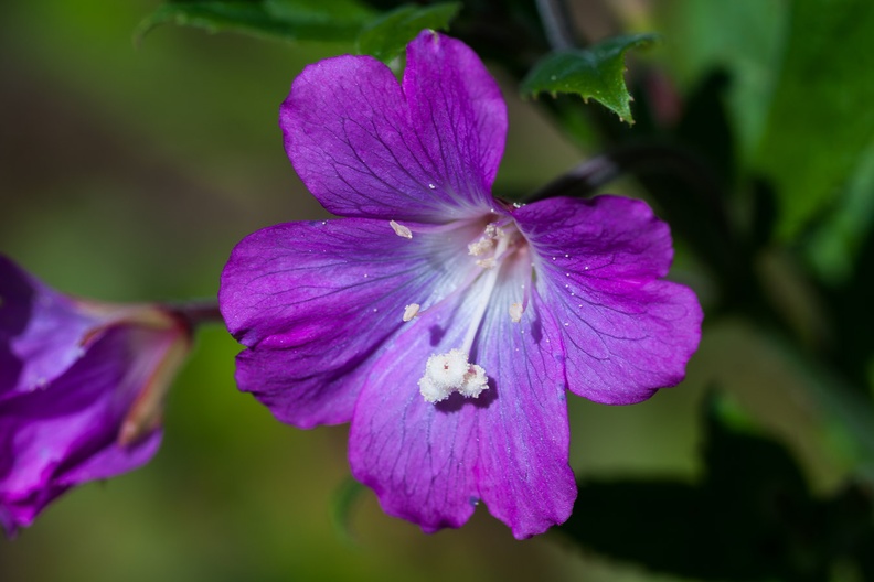 Willowherb Flower - 400d-4407