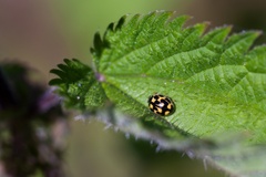 14-Spotted Ladybird - 400d4415