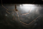 Cellar Spider Pholcus phalangioides - 400d-4727
