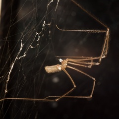 Cellar Spider - 400d-4735