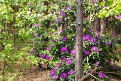 Rhododendron - 6d0978