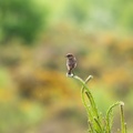 Stonechat Bird - 6d0984