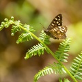 Speckled Wood Butterfly - 6d1004