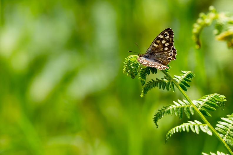 Speckled Wood Butterfly - 6d1015