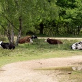 Cows Resting - 6d1033