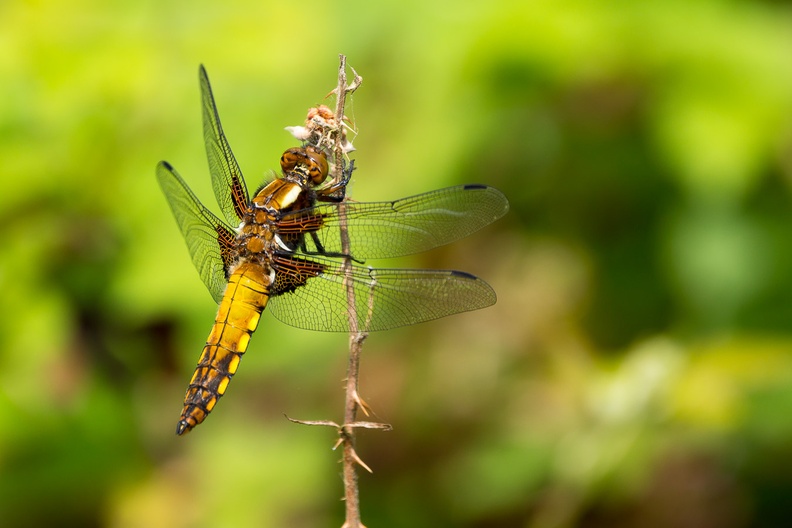Broad-bodied Chaser Dragonfly - 6d1000