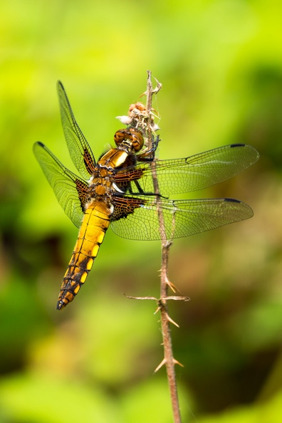 Broad-bodied Chaser Dragonfly - 6d0995