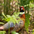 Pheasant Cock Bird - 6d1079