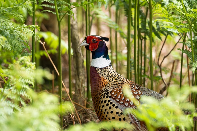 Pheasant Cock Bird - 6d1082