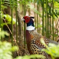 Pheasant Cock Bird - 6d1082