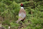 Pheasant Cock - 6d1101