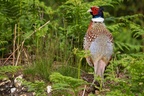 Pheasant Cock - 6d1141