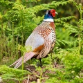 Pheasant Cock Bird - 6d1145